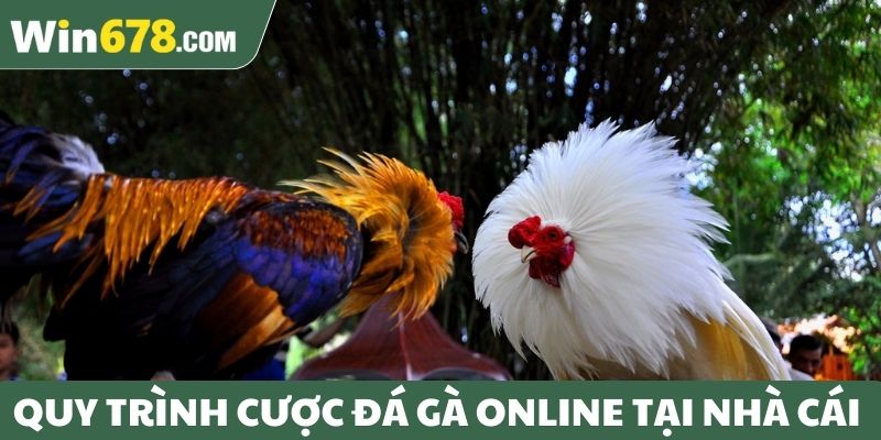 Quy trình cược đá gà online tại nhà cái