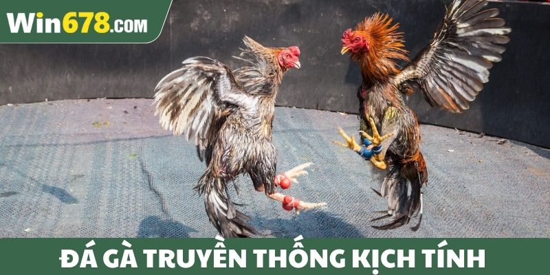 Đá gà truyền thống kịch tính
