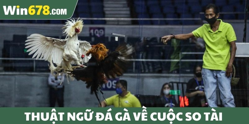 Thuật ngữ đá gà về cuộc so tài